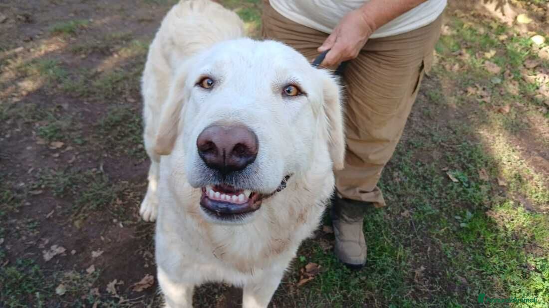 Meticcio cani IL DOLCISSIMO OSVALDO CERCA LA SUA FAMIGLIA - Annuncio 12