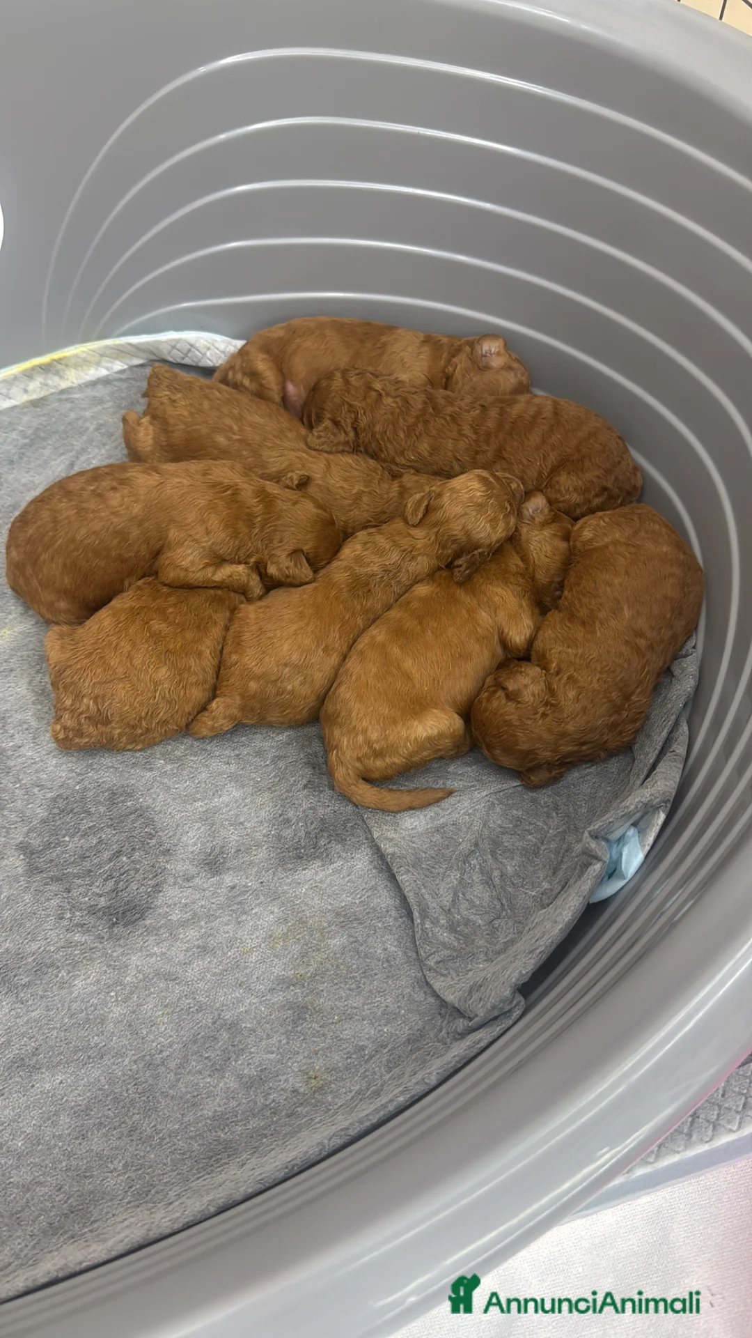 Meticcio cani in vendita: Cuccioli Barboncino Nano  a Città Metropolitana di Napoli - Annuncio 2
