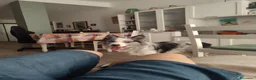 Border Collie cani per accoppiamento: border collie blue merle da monta a Città metropolitana di Roma Capitale - Annuncio 4