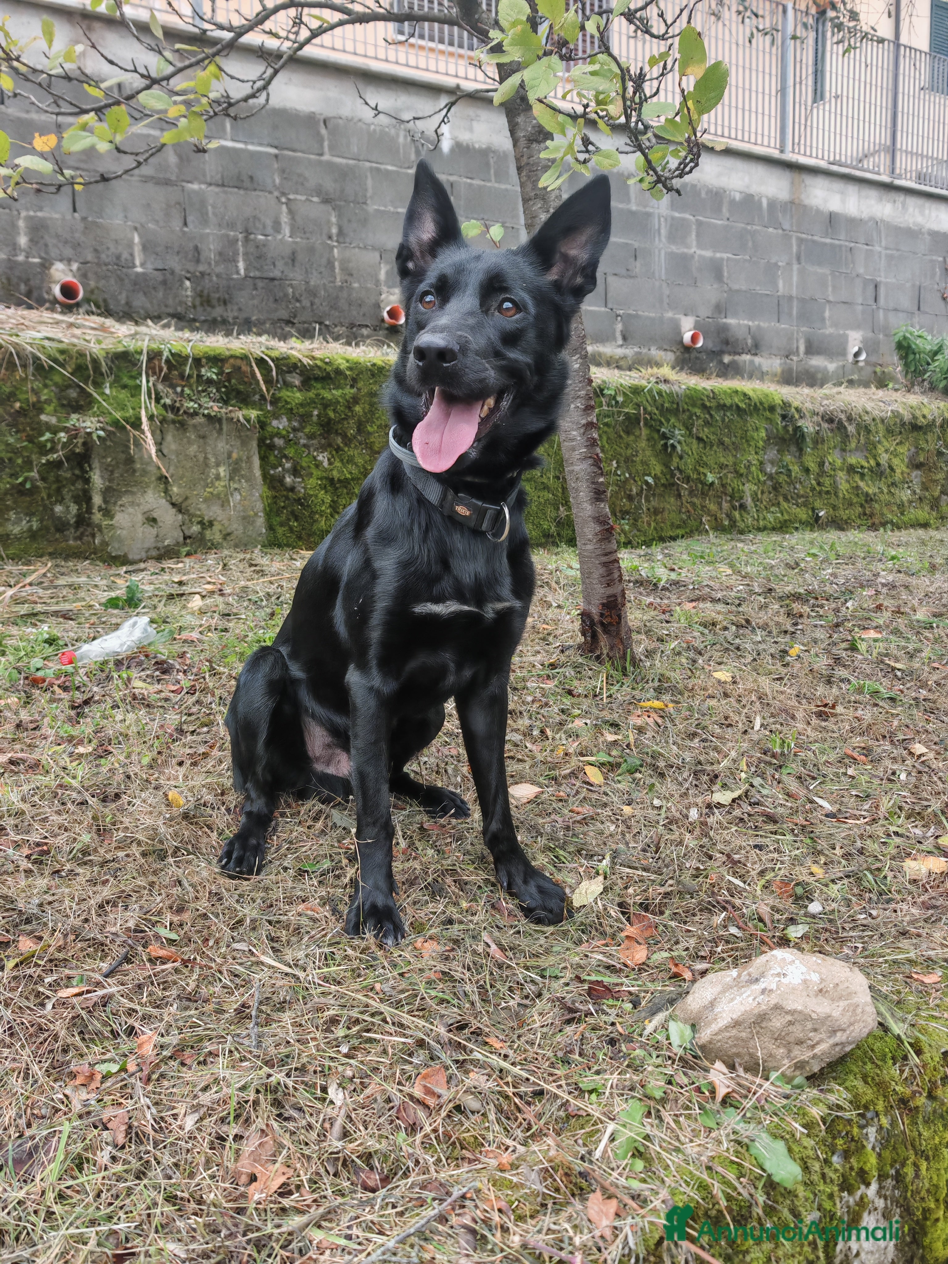 Cane delle Alpi Apuane cani RAGNAR , CANE DELLE ALPI APUANE  - Annuncio 2