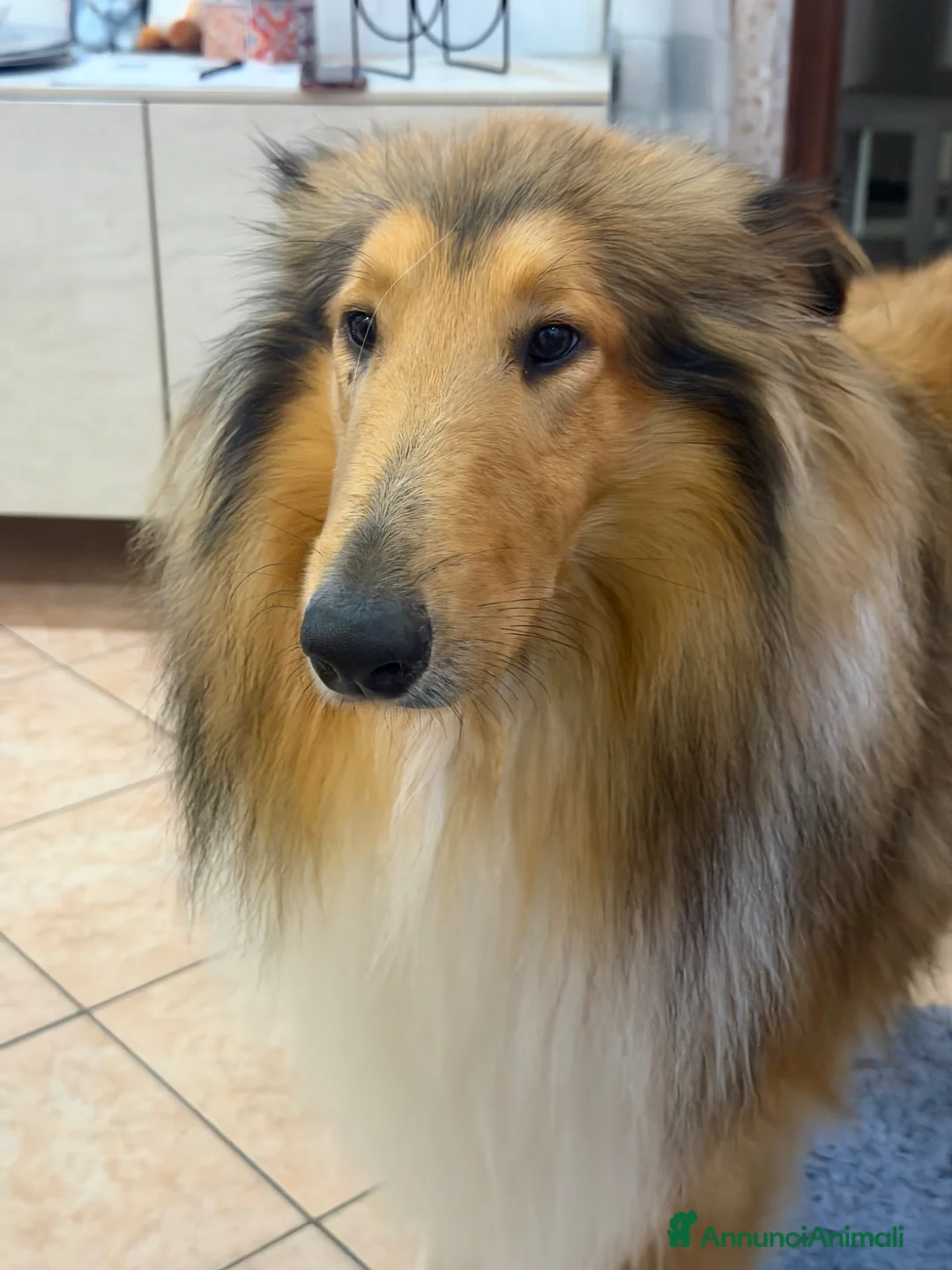 Collie cani per accoppiamento: Collie Pastore Scozzese per accoppiamento a Provincia di Massa e Carrara - Annuncio 4