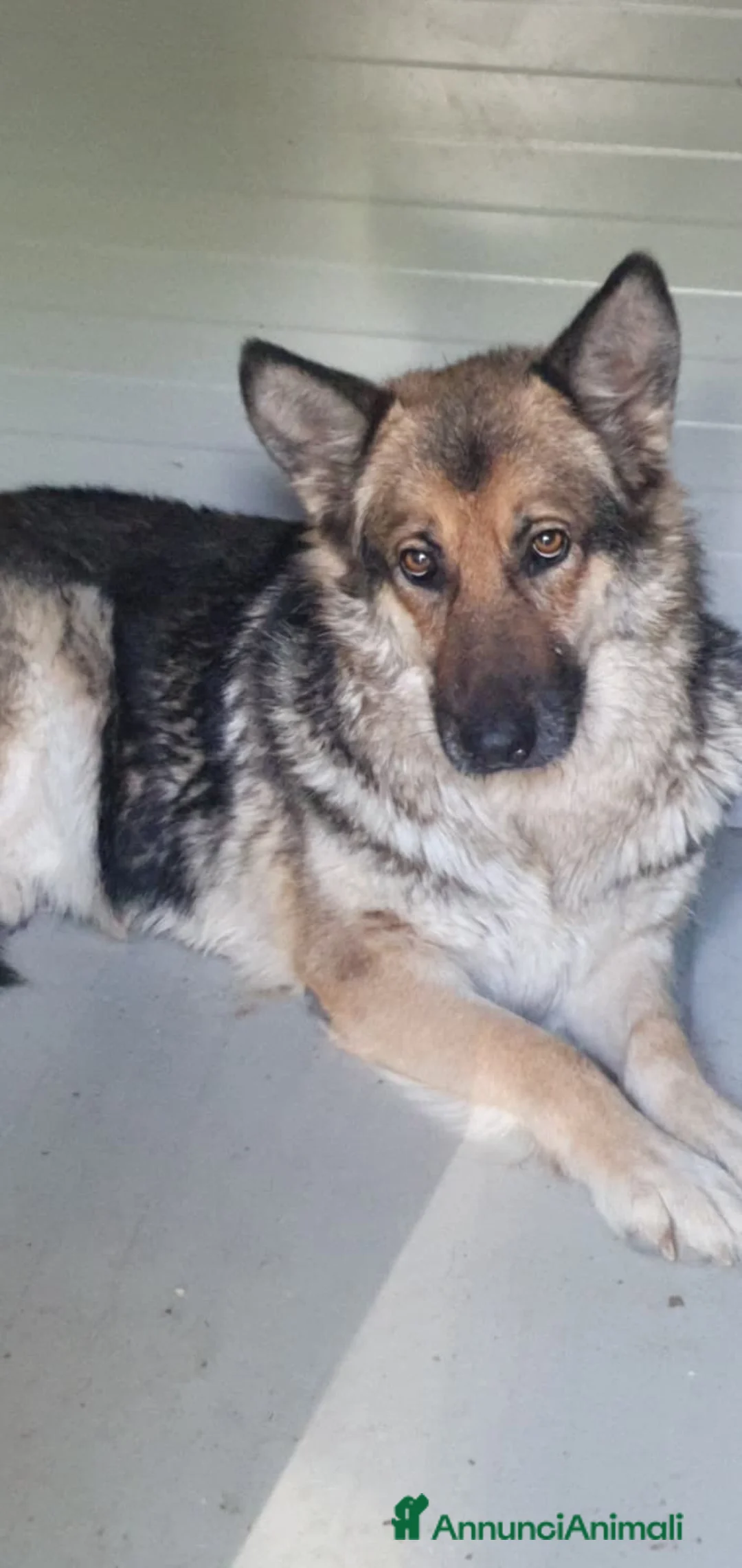 Pastore Tedesco cani in regalo: Gemma, pastore tedesco in canile - Annuncio 1