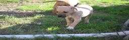 Pitbull cani in vendita: Cuccioli Pit Bull con Pedigree anche a rate - Annuncio 26