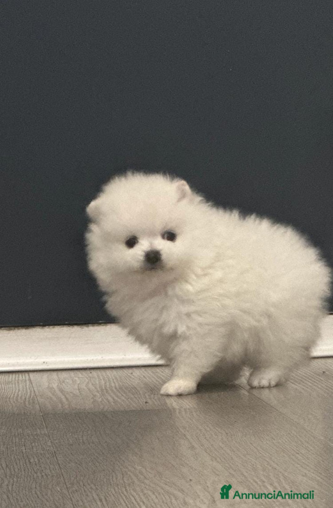 Volpino Pomerania cani in vendita: Cuccioli di Pomerania - Annuncio 16
