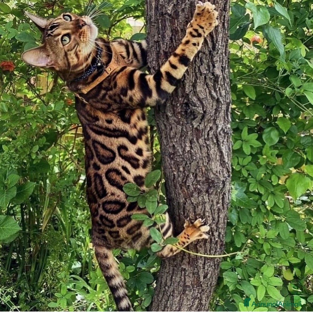 Bengala gatti per accoppiamento: Bellissimo maschio bengala per monta - Annuncio 3