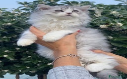 Scottish gatti in vendita: Scottish Highland straight - Annuncio 3