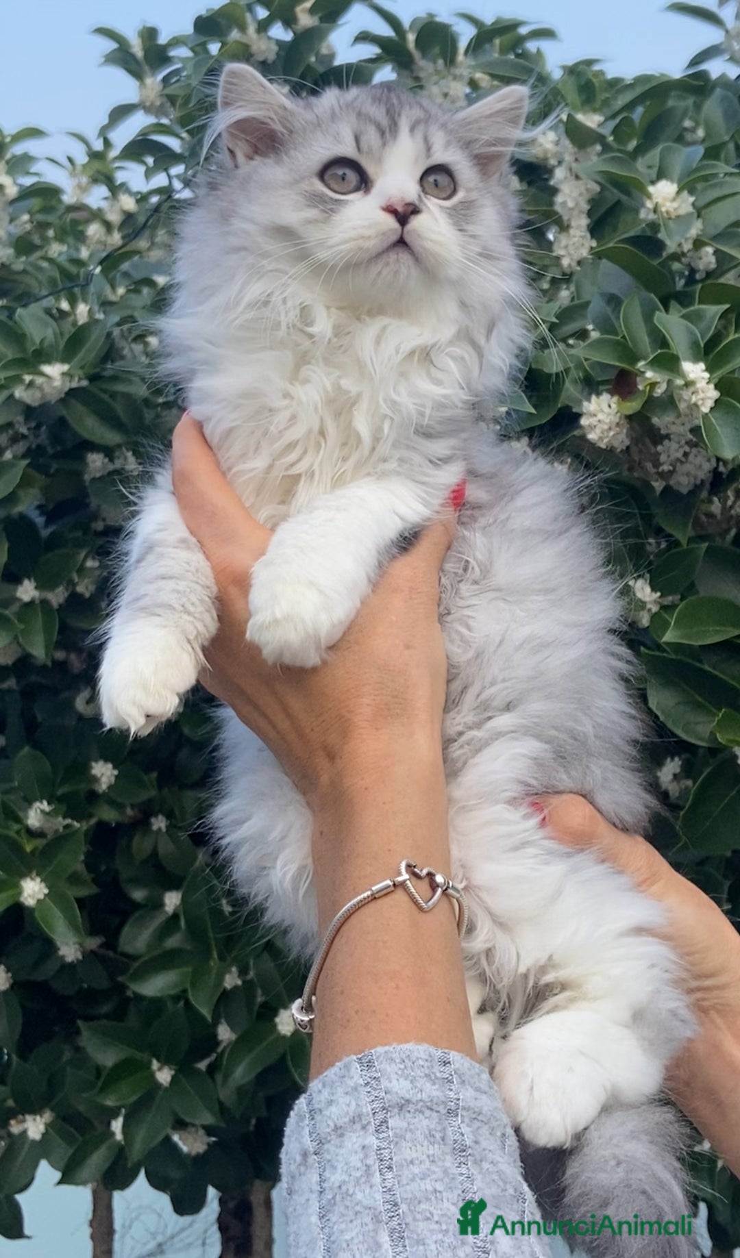 Scottish gatti in vendita: Scottish Highland straight - Annuncio 3