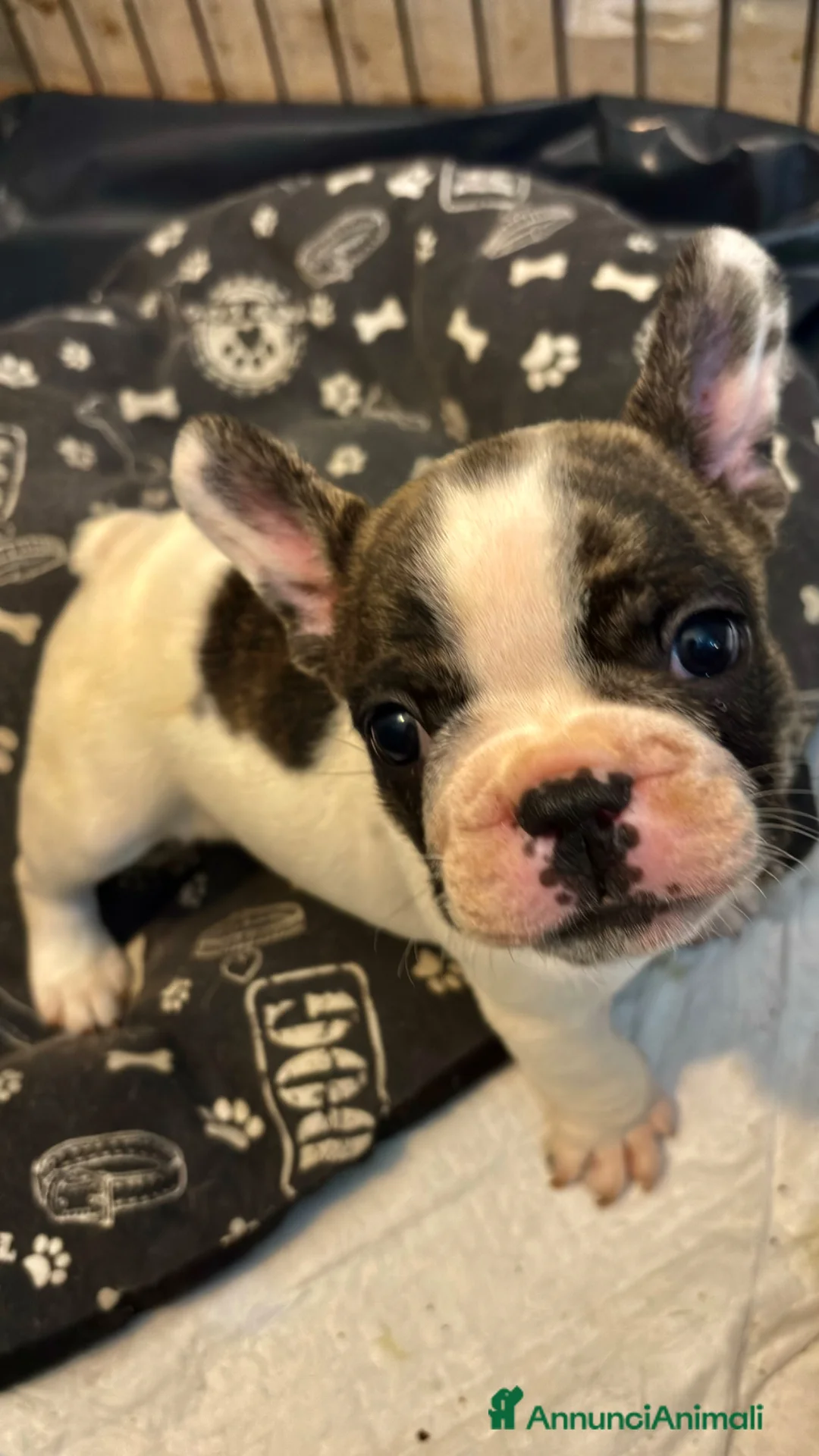 Bulldog Francese cani in vendita: Bulldog francese  - Annuncio 2