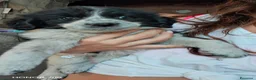 Meticcio cani in regalo: 3 mesi, 1 maschio e 2 femmine dolcissimi - Annuncio 6