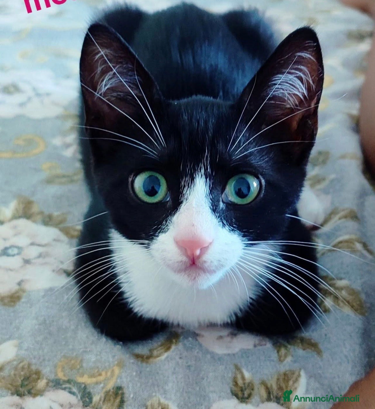 Europeo gatti Kitty bellissima gattina dagli occhi smeraldo  - Annuncio 1