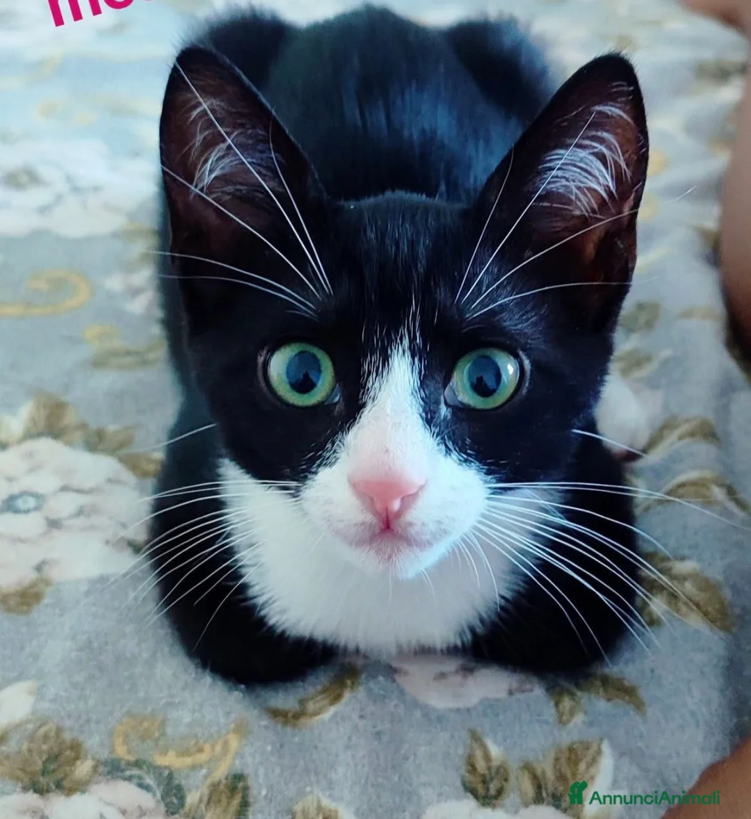 Europeo gatti in regalo: Kitty bellissima gattina dagli occhi smeraldo  - Annuncio 1