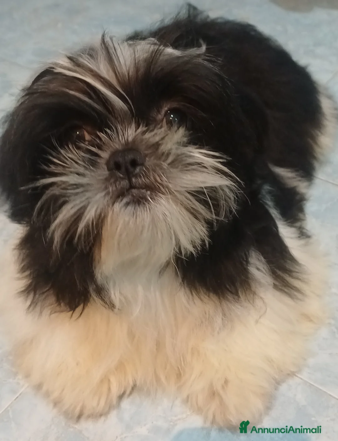 Shih Tzu cani in vendita: Cucciolo shihtzu con pedegree  - Annuncio 1