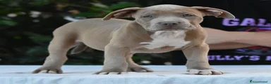 American Bully 2