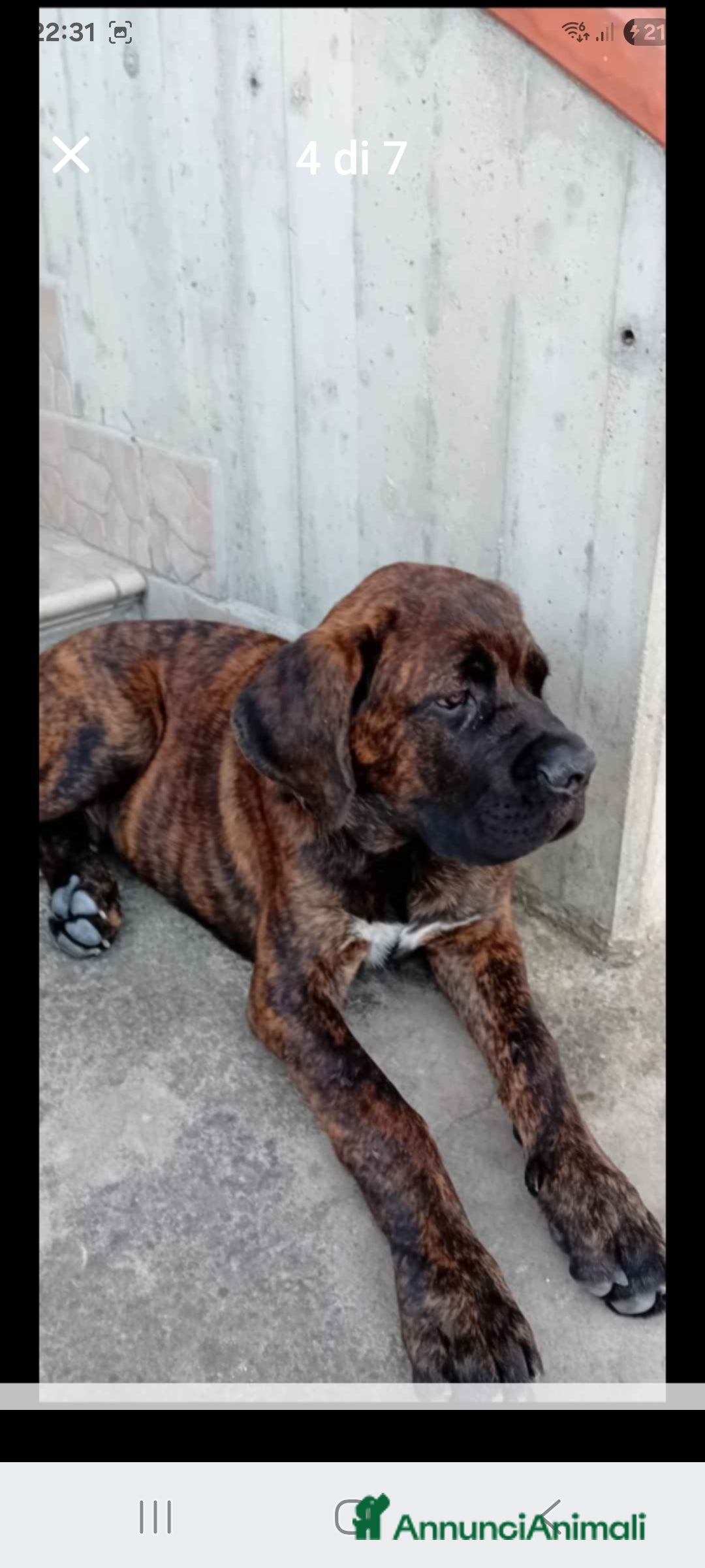 Cane Corso cani Cuccioli di cane corso  - Annuncio 3