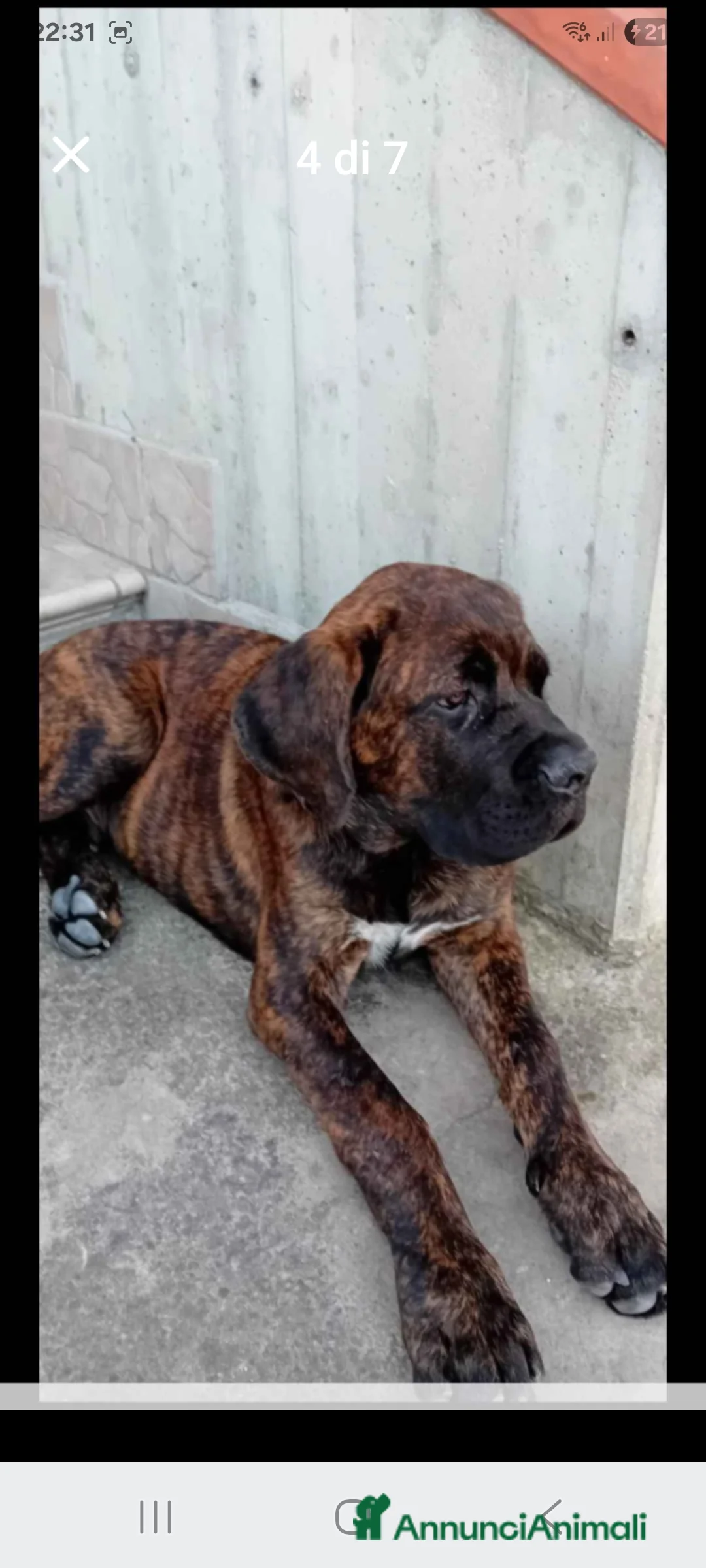 Cane Corso cani in vendita: Cuccioli di cane corso  - Annuncio 1