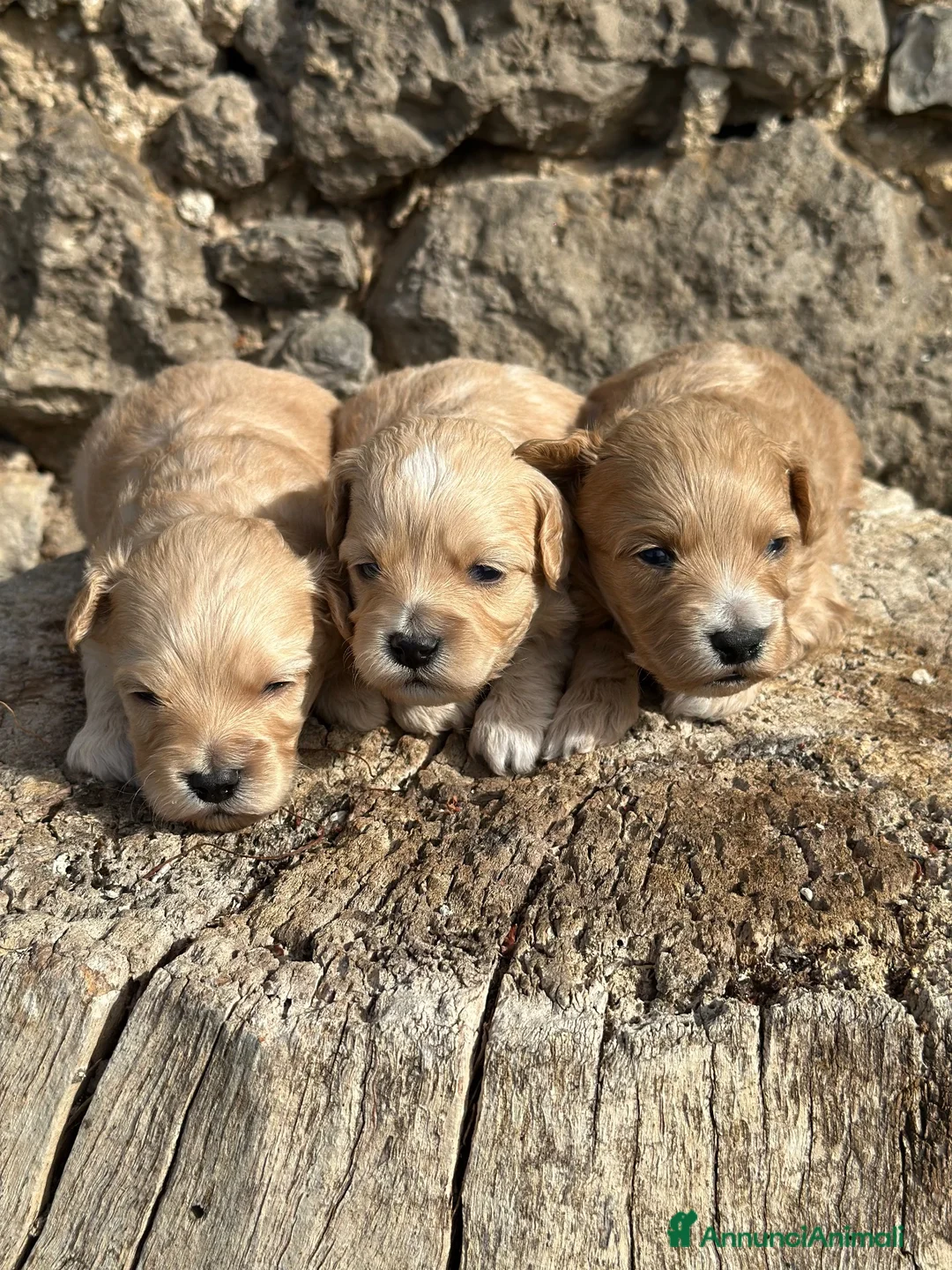 Maltipoo cani in vendita: Maltipoo - Annuncio 2