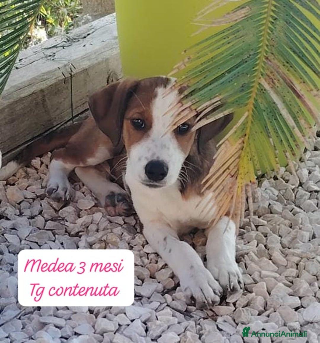 Meticcio cani in regalo: Adotta un cucciolo invisibile  - Annuncio 7