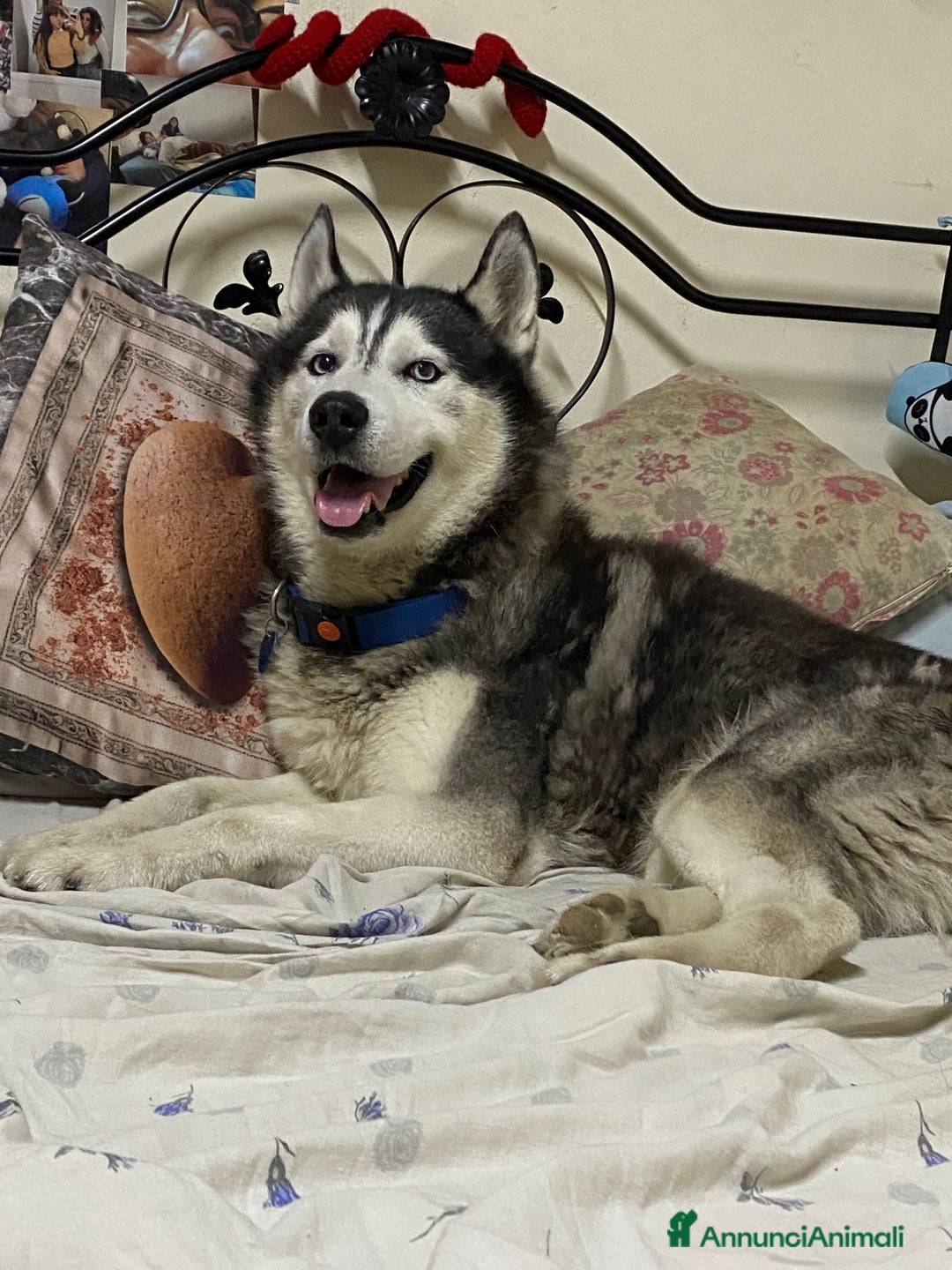 Husky cani per accoppiamento: Tyson cerca compagna  - Annuncio 5