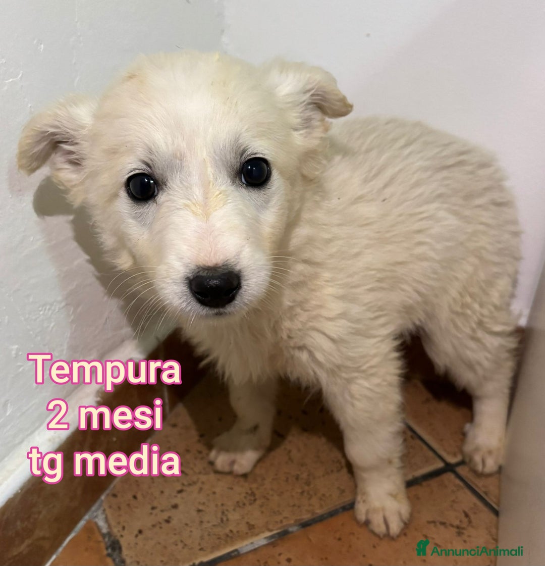 Meticcio cani in regalo: TANTI CUCCIOLI SOLI!  - Annuncio 11