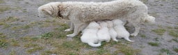 Pastore Maremmano cani in vendita: Cuccioli Pastore Abruzzese Aborigeno  - Annuncio 3