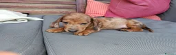 Bassotto cani in vendita: Bassotto arlecchino cioccolato femmina  - Annuncio 2