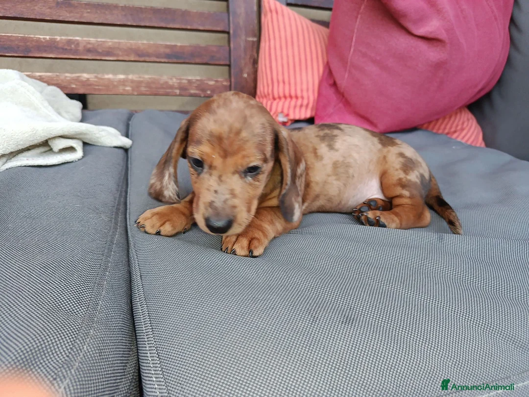Bassotto cani in vendita: Bassotto arlecchino cioccolato femmina  - Annuncio 2