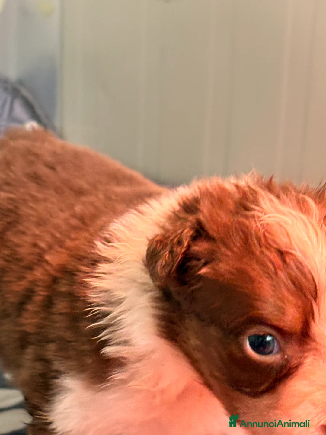 Australian Shepherd cani in vendita: Pastore australiano con pedigree - Annuncio 7