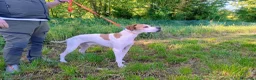 Pointer cani in vendita: Pointer inglese cuccioli altissima genealogia  a Provincia di Lodi - Annuncio 5
