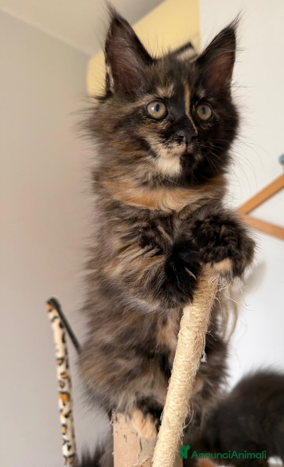 Maine Coon gatti Cuccioli maine coon con pedigree - Annuncio 2