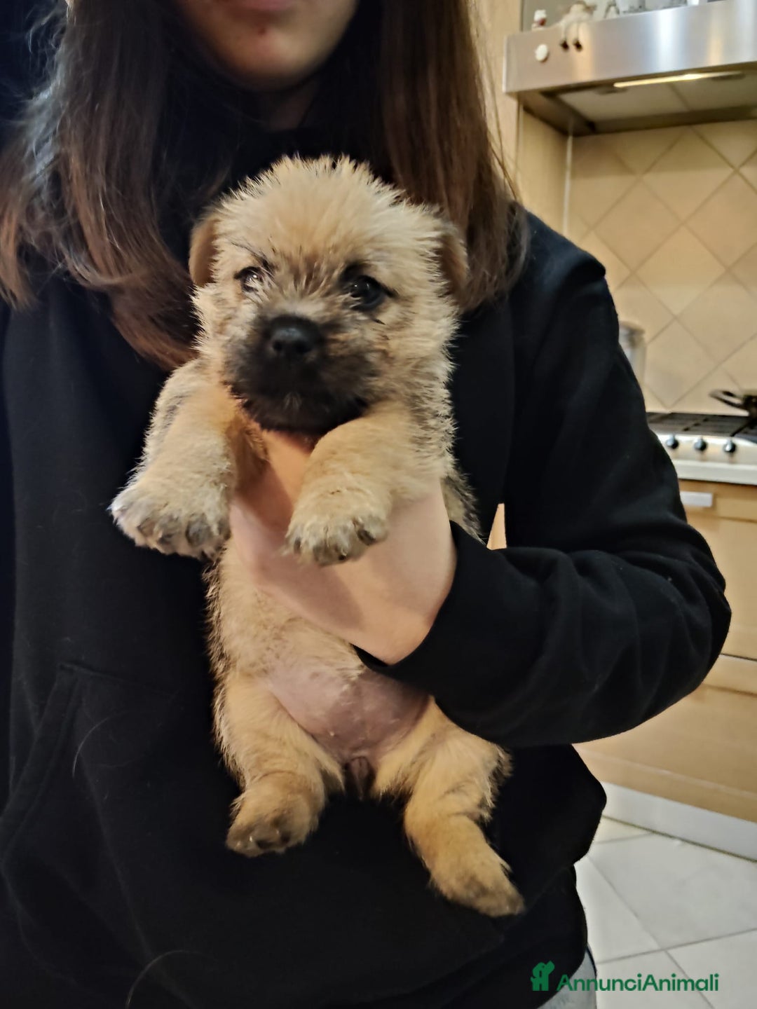 Norwich Terrier cani in vendita: Cuccioli di Norwich Terrier - Annuncio 4