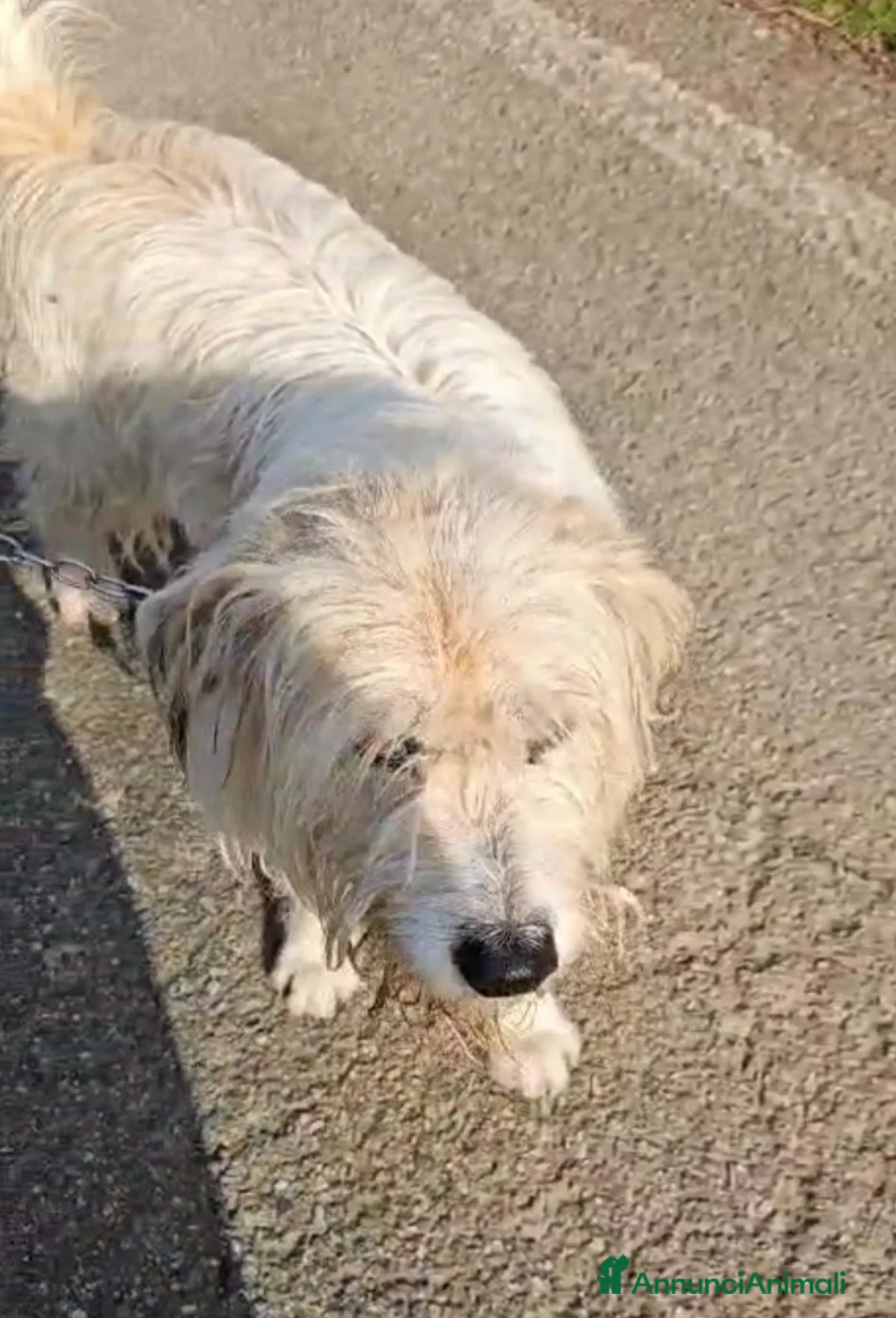 Meticcio cani in regalo: Otto simil Spinone 4anni tolgo ad 1aguzzino.NOVARA a Città metropolitana di Milano - Annuncio 4