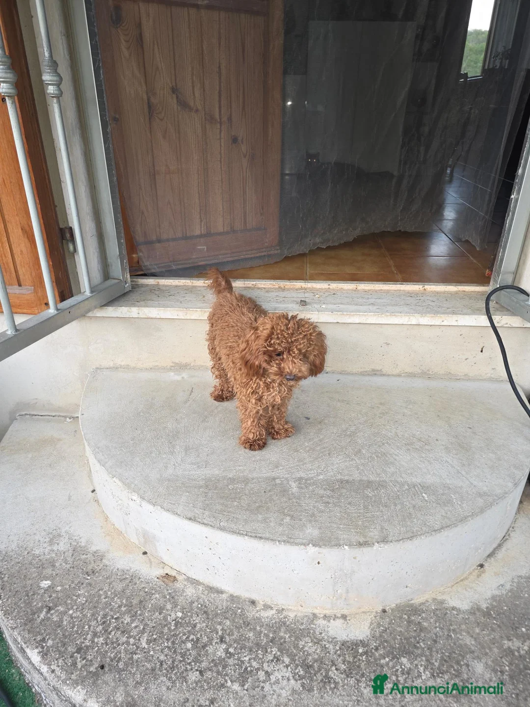 Maltipoo cani in vendita: Maltipoo - Annuncio 2
