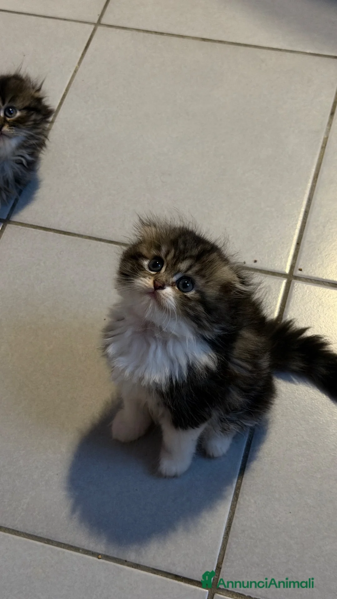 Scottish gatti in vendita: Cuccioli simil scottish highland - Annuncio 5