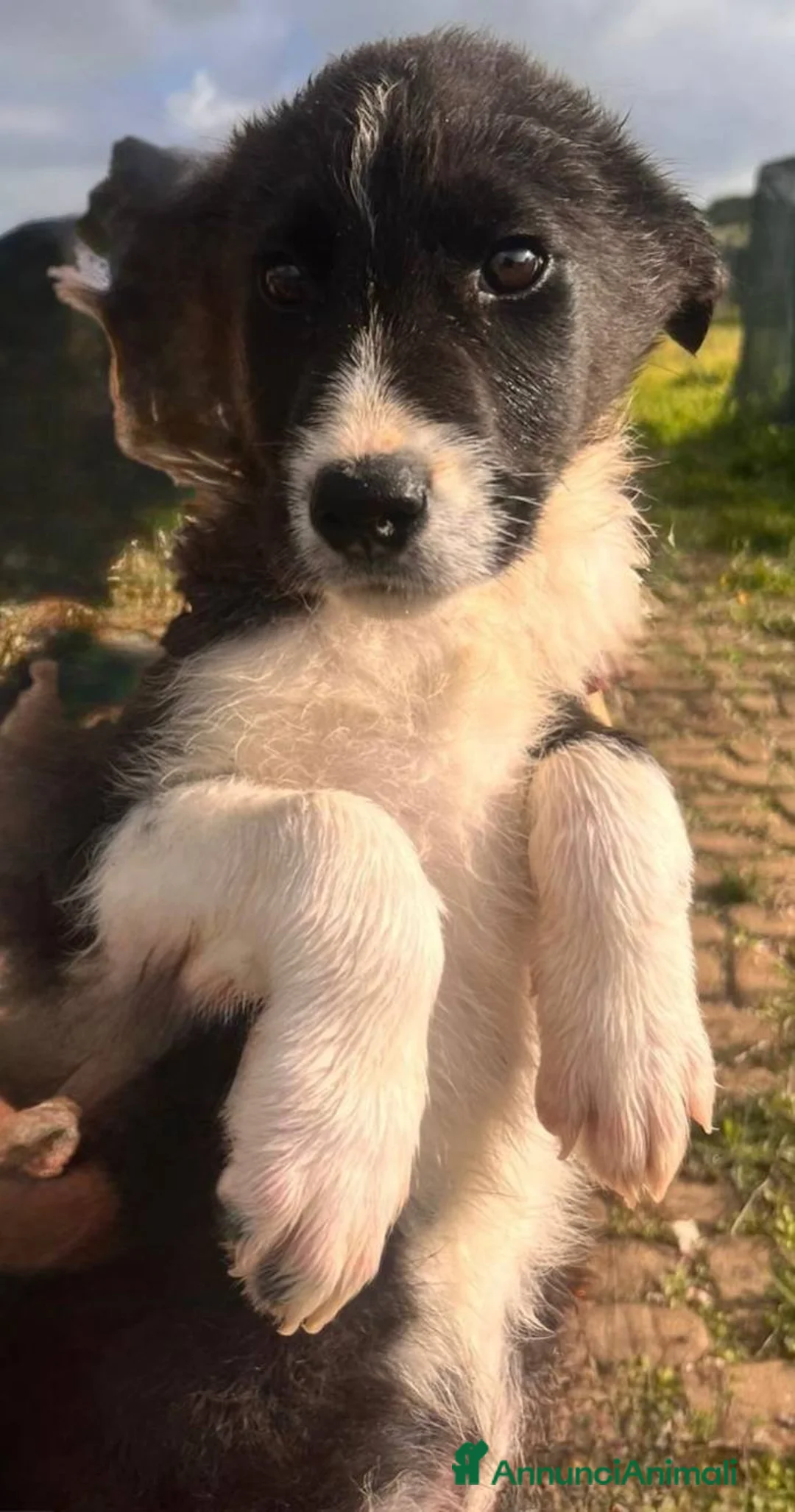 Meticcio cani in regalo: 3 SPLENDIDI FRATELLINI - Annuncio 6