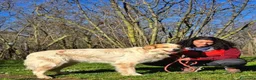 Meticcio cani in regalo: MIKY PERCHE' NESSUNO MI VUOLE? IN ADOZIONE - Annuncio 2