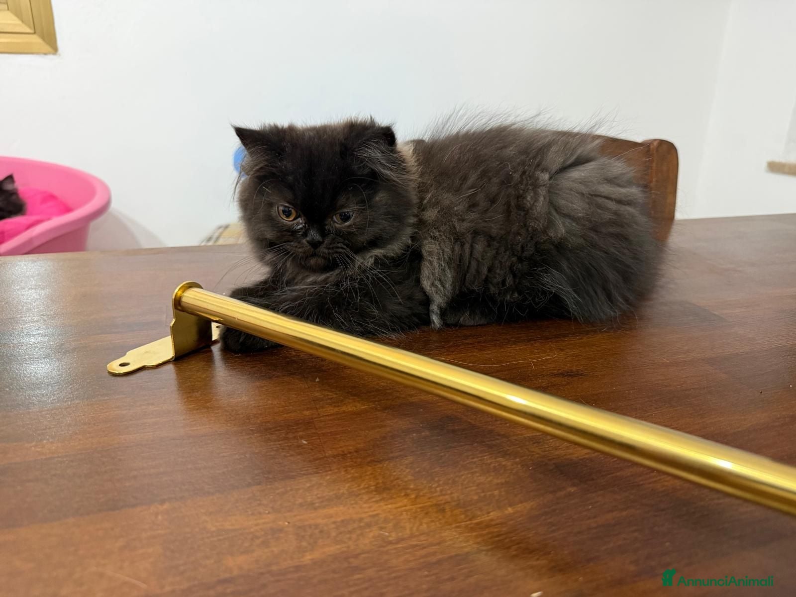 Persiano gatti Gatto persiano - Annuncio 24