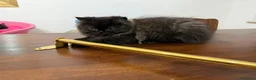 Persiano gatti in vendita: Gatto persiano - Annuncio 1