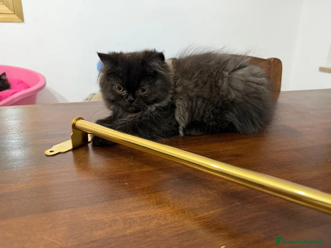 Persiano gatti in vendita: Gatto persiano - Annuncio 1