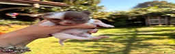 Chihuahua cani in vendita: Chihuahua  - Annuncio 20