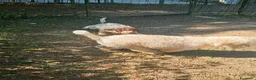 Lagotto cani in vendita: Lagotto romagnolo  - Annuncio 2