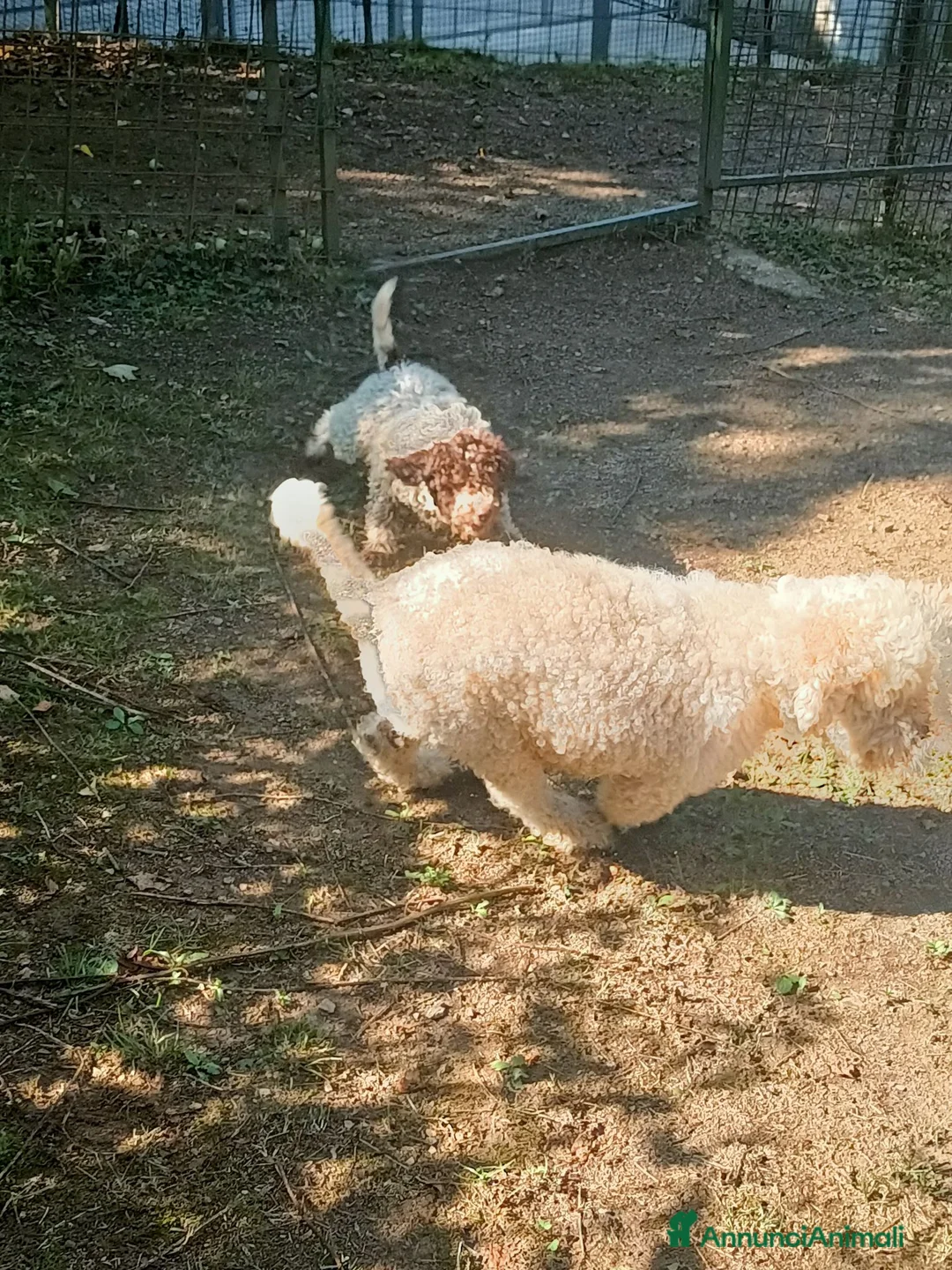 Lagotto cani in vendita: Lagotto romagnolo  - Annuncio 2