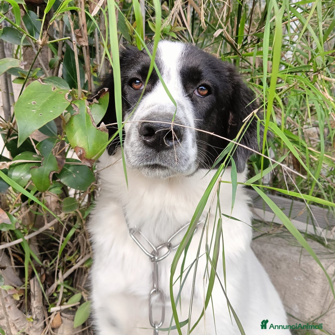 Meticcio cani in regalo: Pesca bella dolce tranquilla - Annuncio 3
