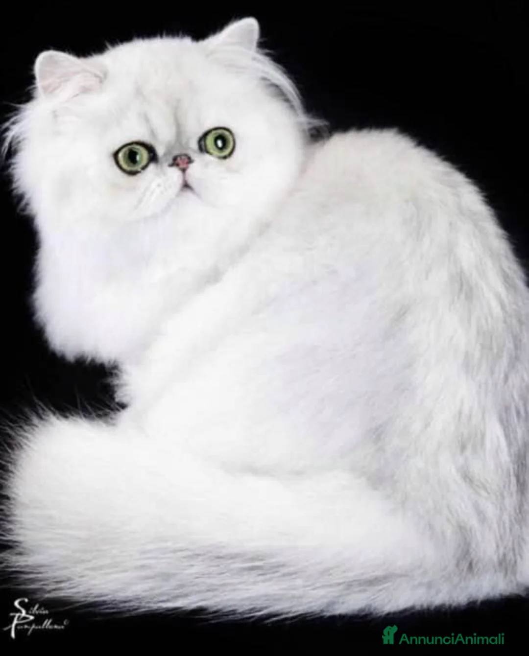 Immagine della galleria {{count}}