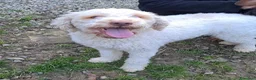 Lagotto cani in regalo: ISOTTA, dolcissima LAGOTTA cerca famiglia! - Annuncio 2