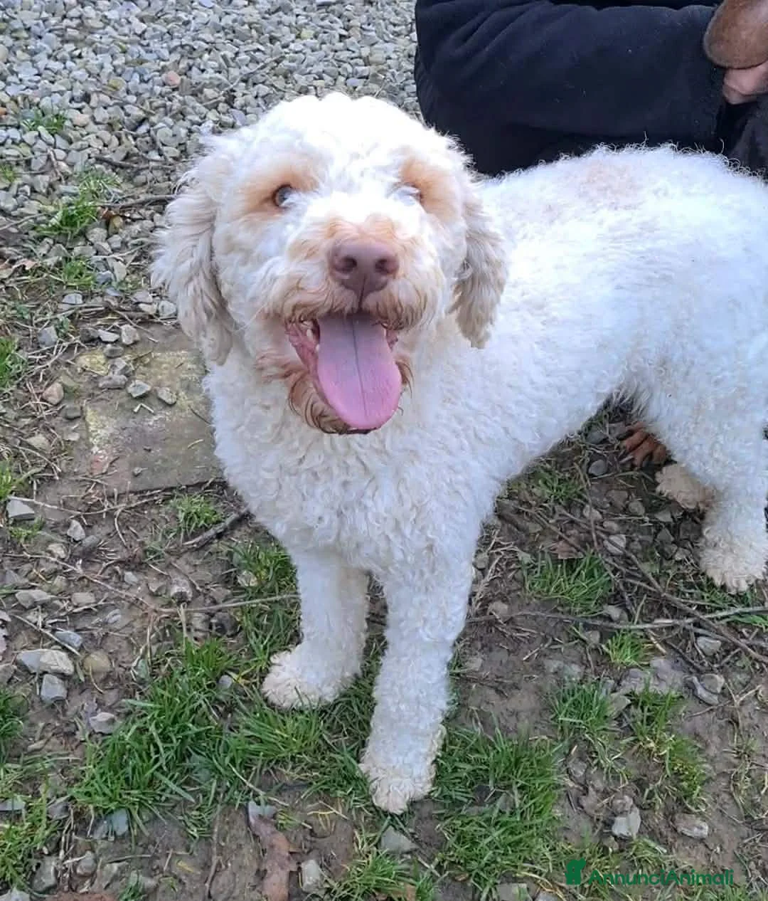 Lagotto cani in regalo: ISOTTA, dolcissima LAGOTTA cerca famiglia! - Annuncio 2