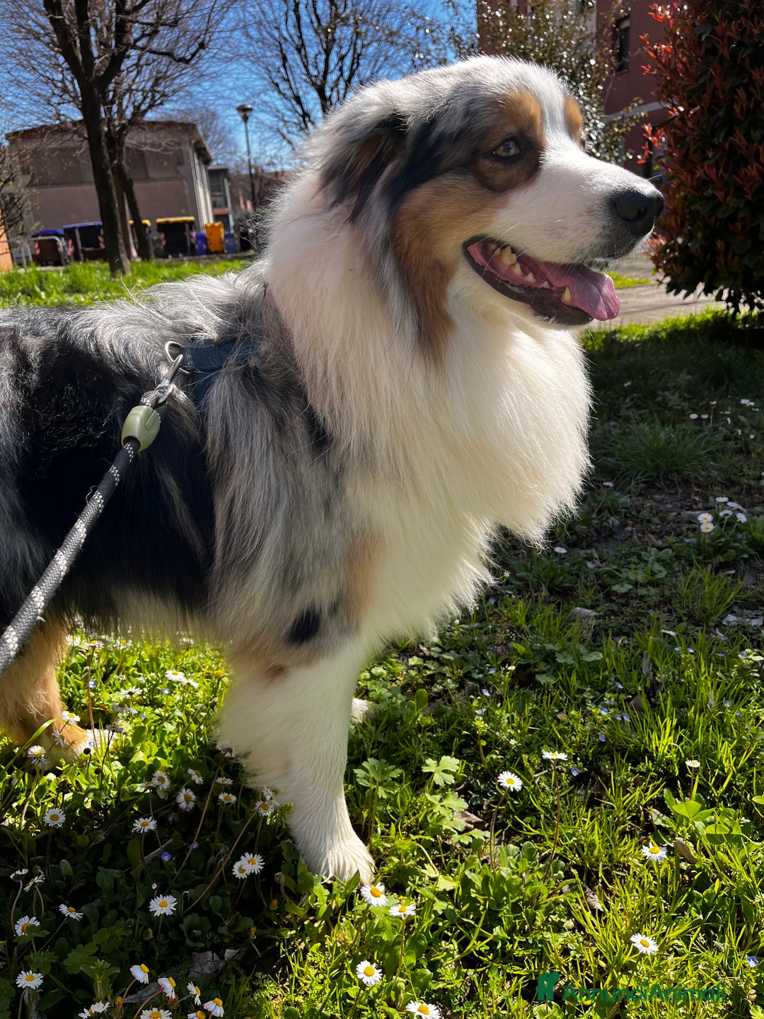 Australian Shepherd cani per accoppiamento: Pastore australiano disponibile per monta a Provincia di Modena - Immagine 3