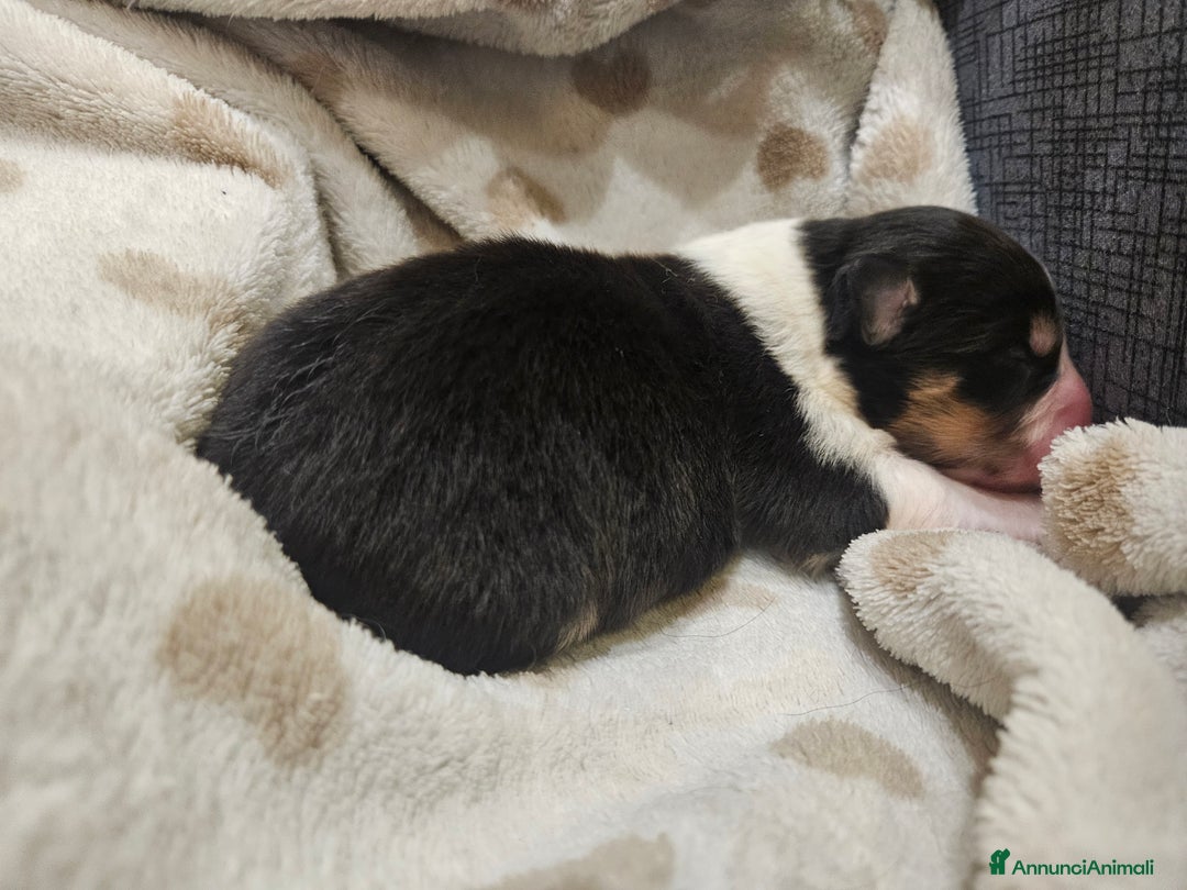 Australian Shepherd cani in vendita: Cuccioli Australian Shepherd - Annuncio 6