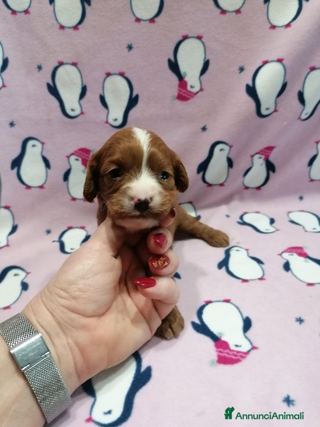 Meticcio cani in vendita: Cavapoo cuccioli - Annuncio 4