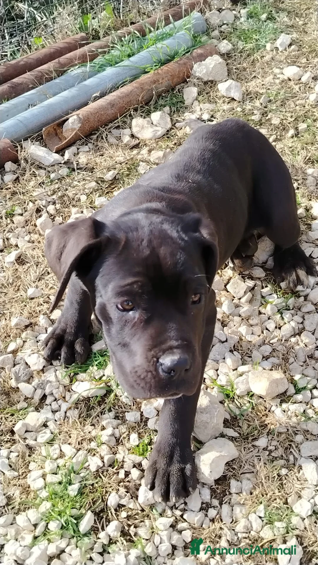 Cane Corso cani in vendita: Cucciole di Cane Corso Pedigree - Annuncio 6