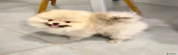 Spitz cani in vendita: Pomerania Spitz Toy nano  - Annuncio 6